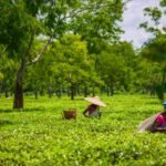 Jorhat