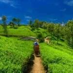 Best Places To Visit in Assam